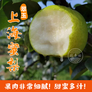 上海蜜梨崇明岛特产翠玉梨现摘现发苹果梨江浙沪皖顺丰包邮