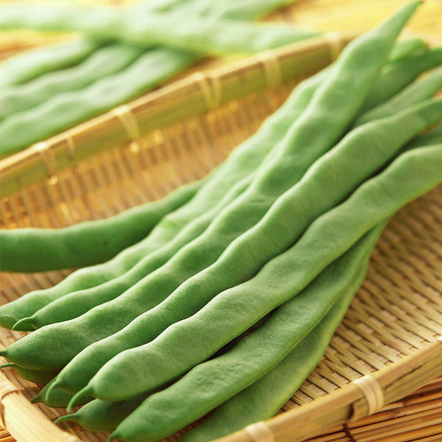 芸豆四季豆新鲜蔬菜现摘顺丰包邮