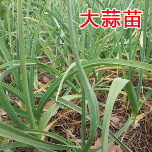 到家 包邮 上海崇明大蒜叶蒜苗新鲜当季 蔬菜1斤江浙沪皖顺丰