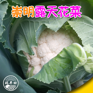 上海崇明本地露天紧实（老式）实心矮脚花菜菜花新鲜蔬菜