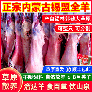 内蒙古锡盟全羊整只羊肉新鲜羊排羊腿羊蝎子非现杀宁夏羊送礼