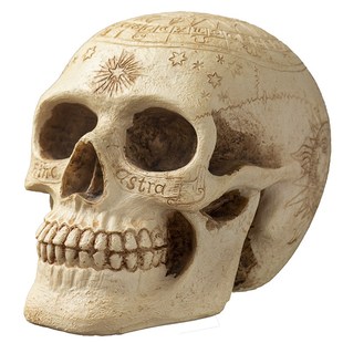 快速发货摄影拍摄道具骷髅头万圣节头G骨摆件密室酒吧鬼屋密室恐