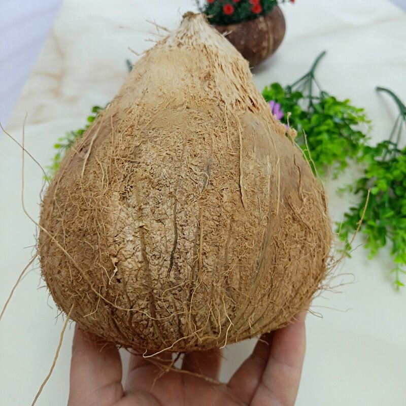 海南新鲜毛老椰子热带水果椰王椰汁椰肉文昌毛椰炖汤2个包邮