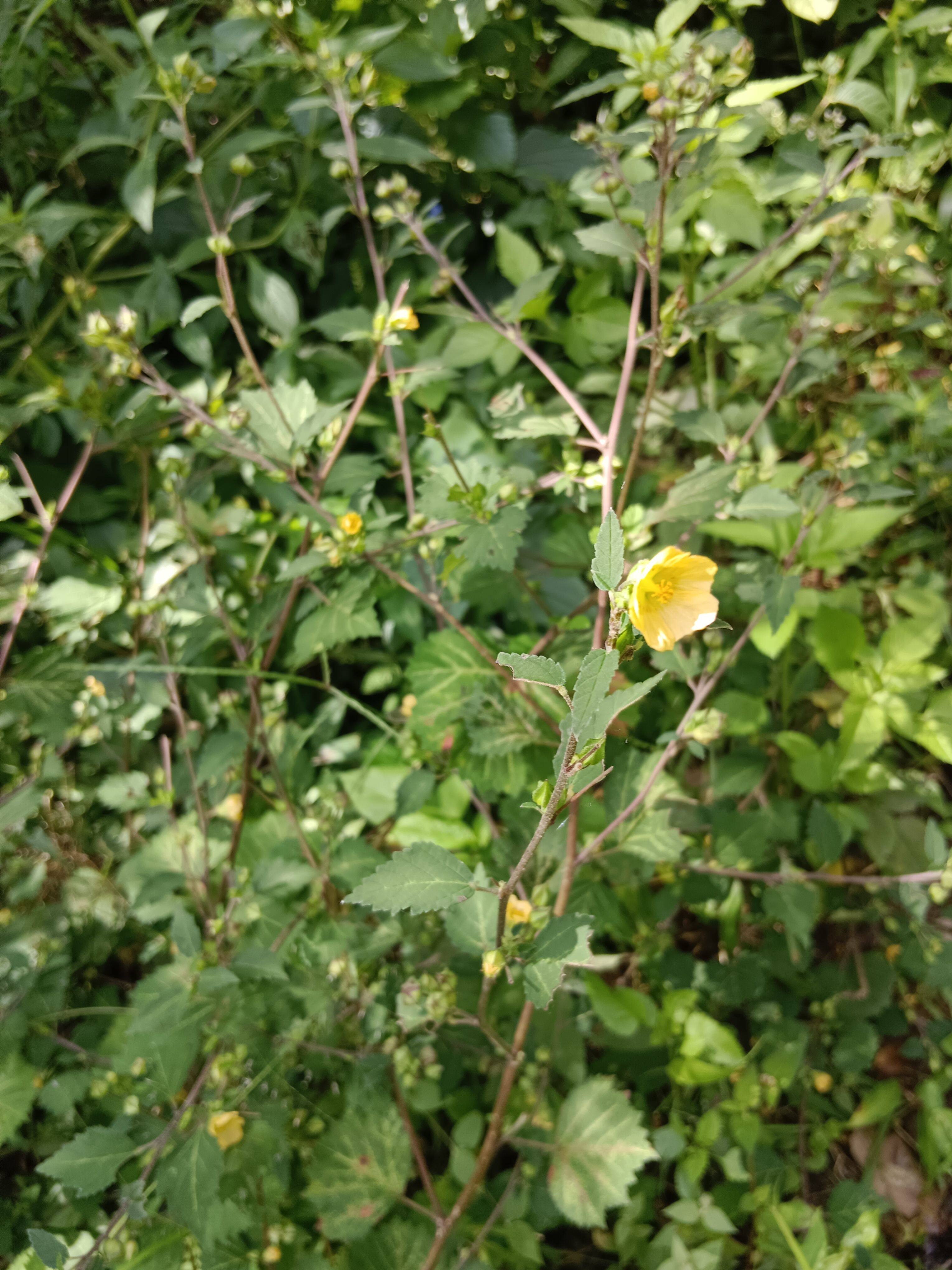 新鲜黄花地桃花黄花仔梅肉草拔毒散白背黄花稔黄花母地膏药山鸡绸