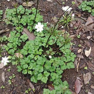 云南草玉梅虎掌草见风青狗脚迹虎掌草茶虎掌草全草干货包邮500克