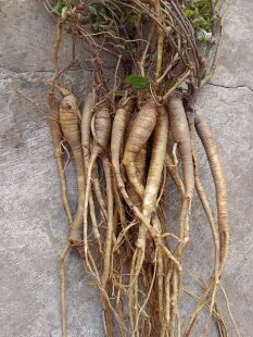 云南糯米藤根 糯米菜雾水葛捆仙绳 新鲜现挖玄麻根红米藤根 包邮