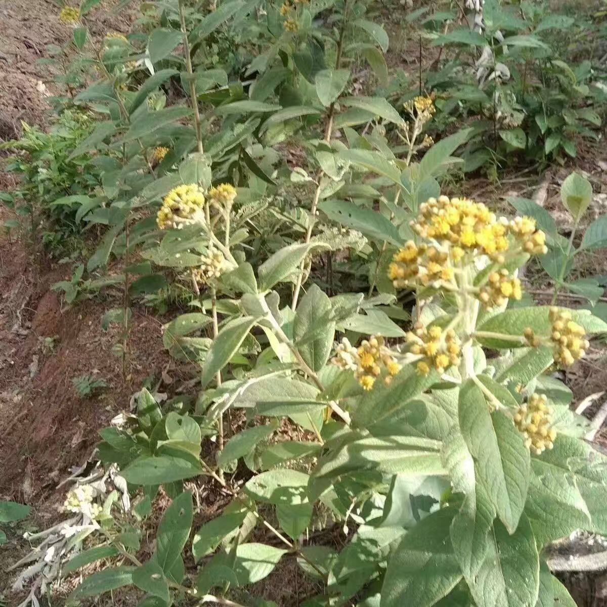 云南白面风根山白芷乌脚鸡寻骨风新鲜纯根整颗包邮正品专用