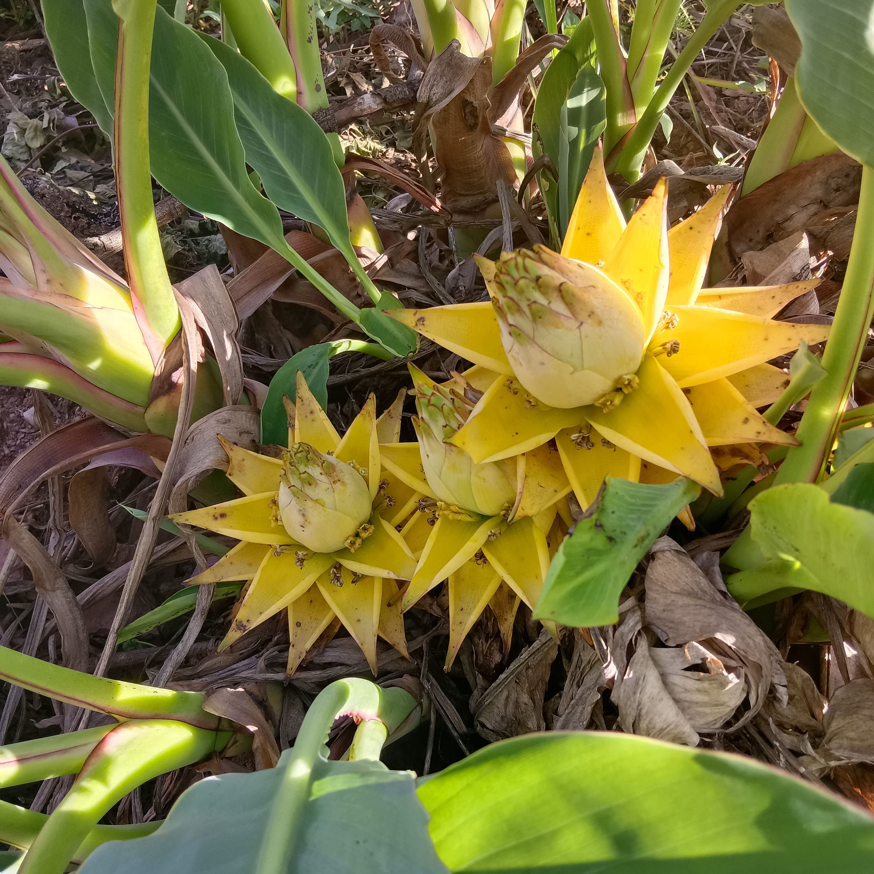 云南地涌金莲绿植千瓣莲花小苗大型盆栽地莲花懒人花苗产地直发