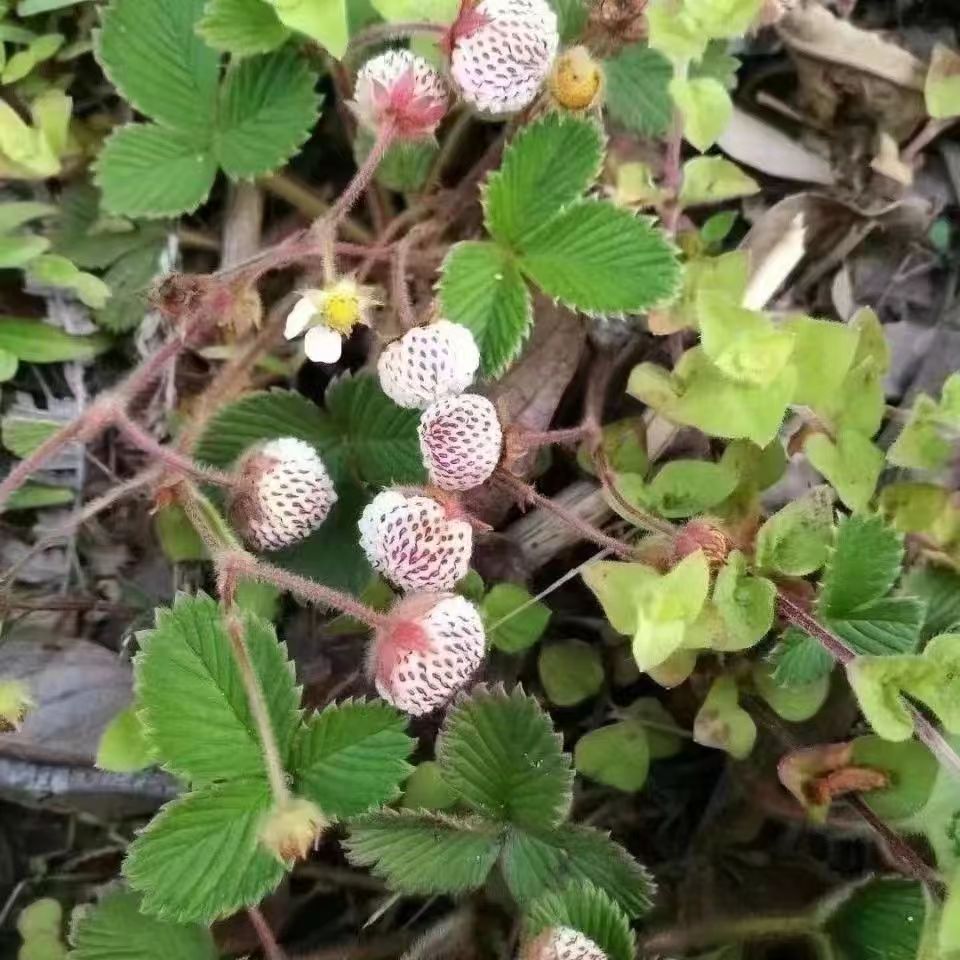 云南白草莓白莾白米泡儿菠萝蜜野草莓儿当季带现挖发货包邮