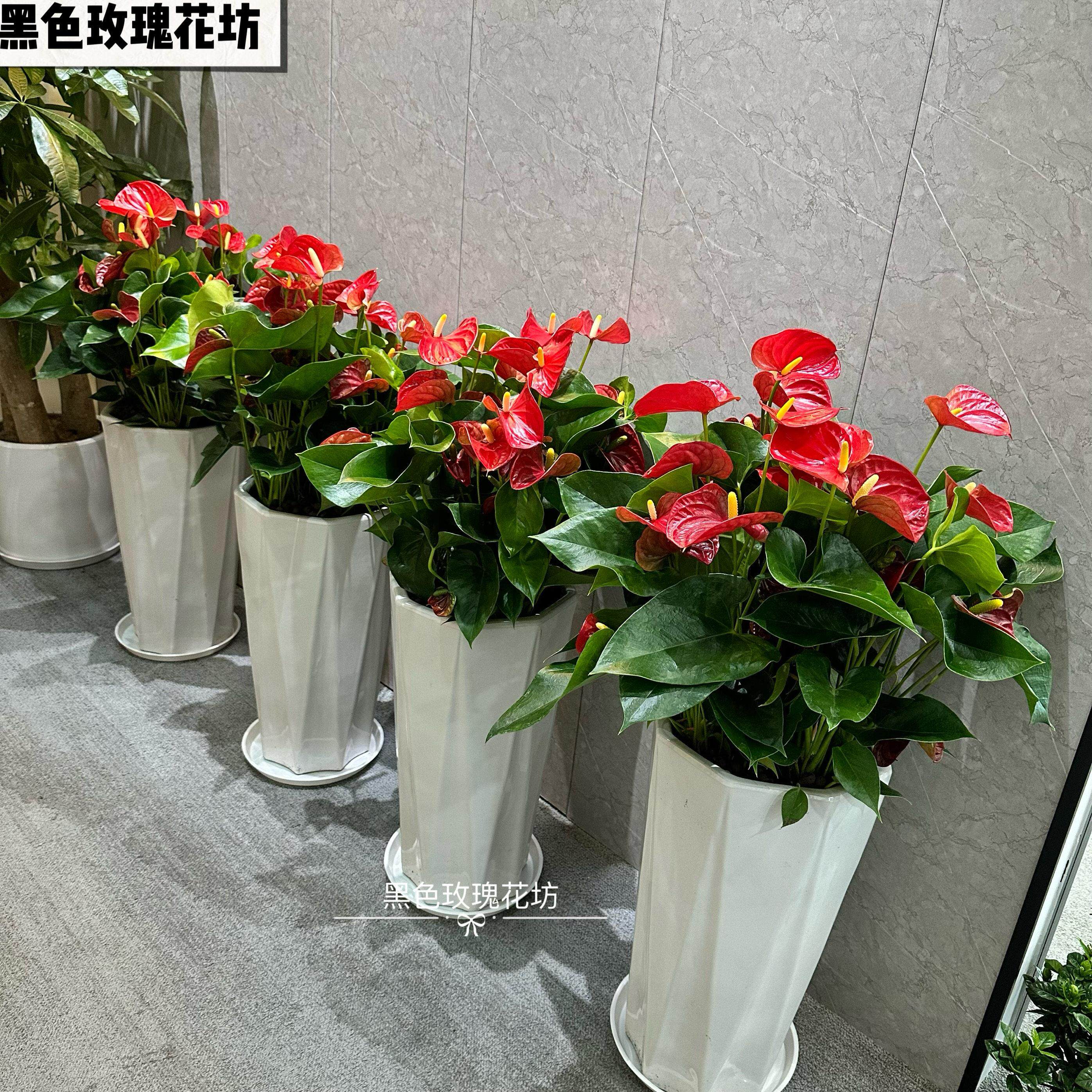 红掌盆栽 白掌粉掌植物室内花卉 观花植物 净化空气 吸甲醇