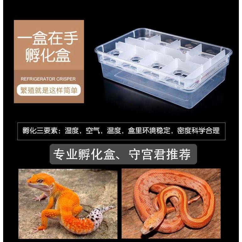 爬虫孵化盒守宫孵化盒鬃狮玉米宠物爬宠孵化蛋格蛋隔蛭石分离包邮