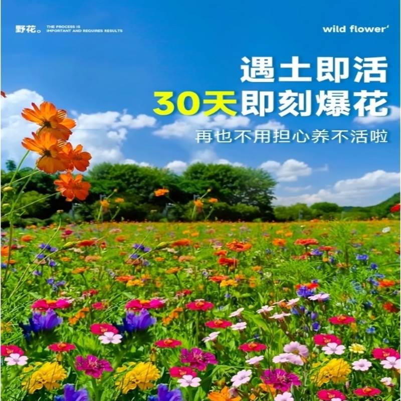 野花组合花种子格桑花籽四季播种开花虞美人太阳花种孑向日葵种籽