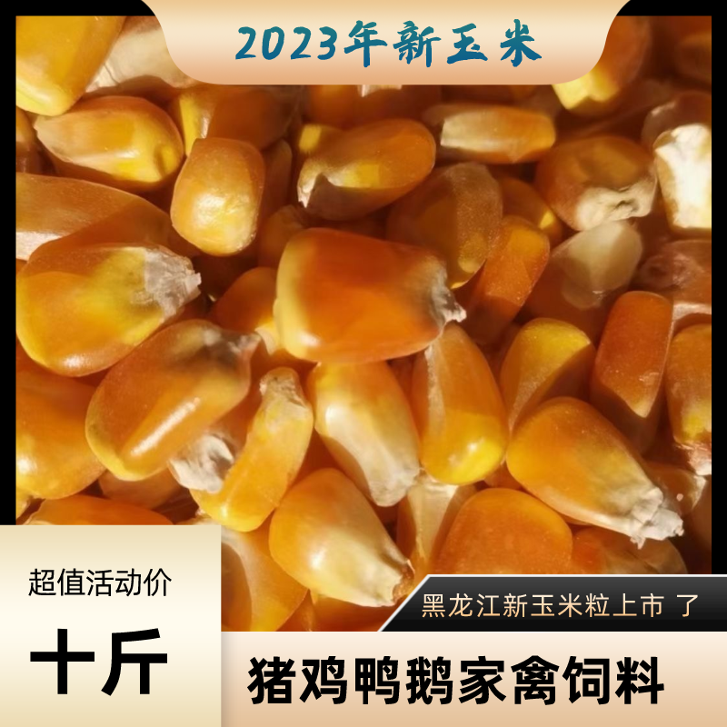 玉米粒现货东北特产干玉米粒干苞米粒猪鸡鸭鹅饲料鸽子粮钓鱼打窝,畜牧/养殖物资,饲料原料,淘宝优惠券,粉丝福利购,淘宝优惠卷