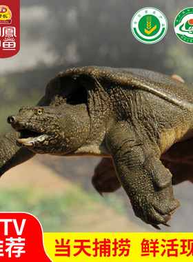 明凤原板1号甲鱼中华鳖王八水鱼团鱼鲜活水产1150-1450g