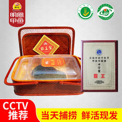 明凤甲鱼霸王1号5A杭州湾生态放养生长10年以上中华鳖水鱼团鱼