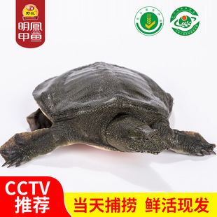 明凤马蹄甲鱼马蹄鳖460 650母鳖450g以上