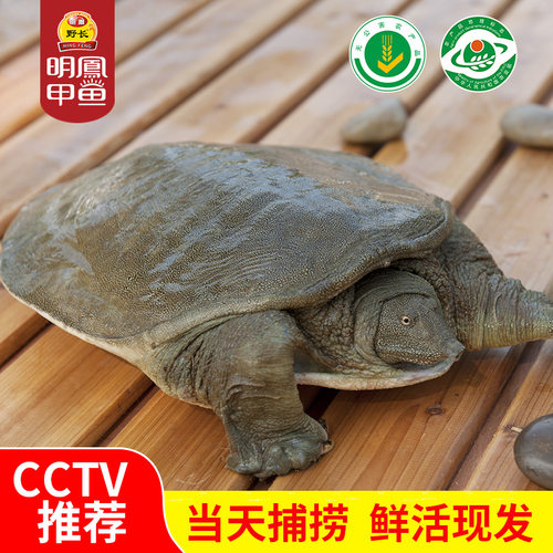 明凤AAAA优选生态放养活体王八