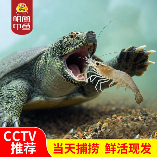 明凤杭州湾生态放养活体爆款甲鱼