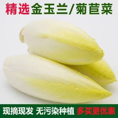 金玉兰菜芽球软化菊苣新鲜蔬菜生吃凉菜沙拉酒店饭店生吃速食菜