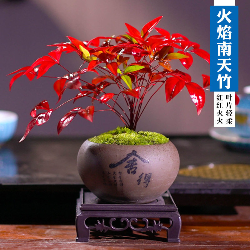 火焰南天竹盆栽好养小绿植摆件