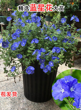 蓝星花苗盆栽带花苞室内外绿植庭院阳台耐晒耐热植物可垂吊蓝色花