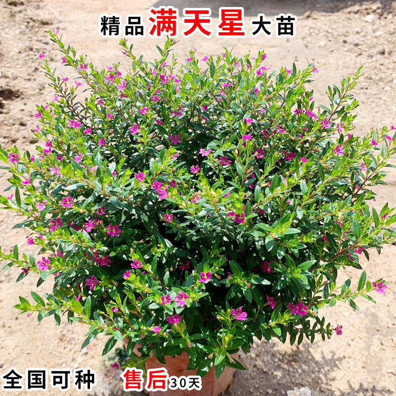 满天星盆栽带花苞四季开花室内外阳台庭院特色花卉绿植满天星绿植