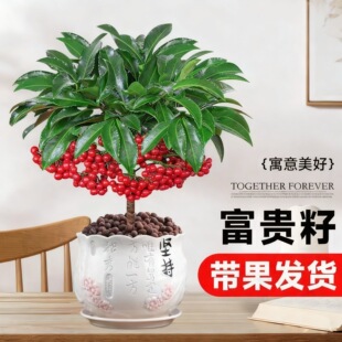 富贵籽盆栽老桩金玉满堂黄金万两植物室内客厅耐寒年宵花盆景绿植