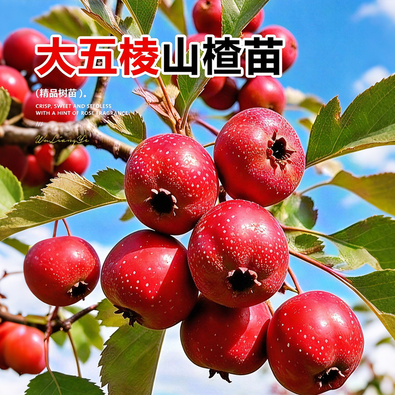 山楂树苗大五棱甜红子嫁接南北通