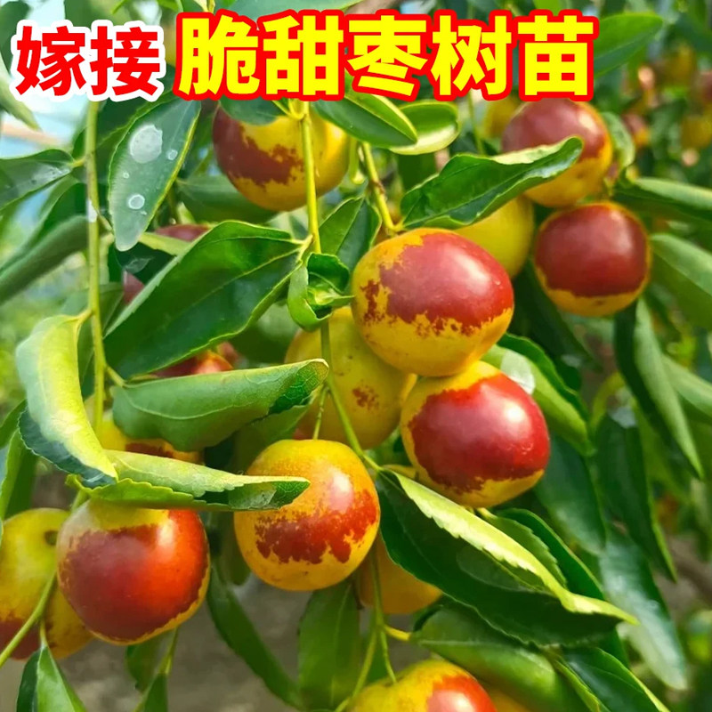 超甜冰糖脆冬枣嫁接矮化盆栽