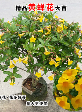 金蝉花黄蝉花盆栽喜阳植物花卉阳台庭院四季种植常绿公园绿化植物
