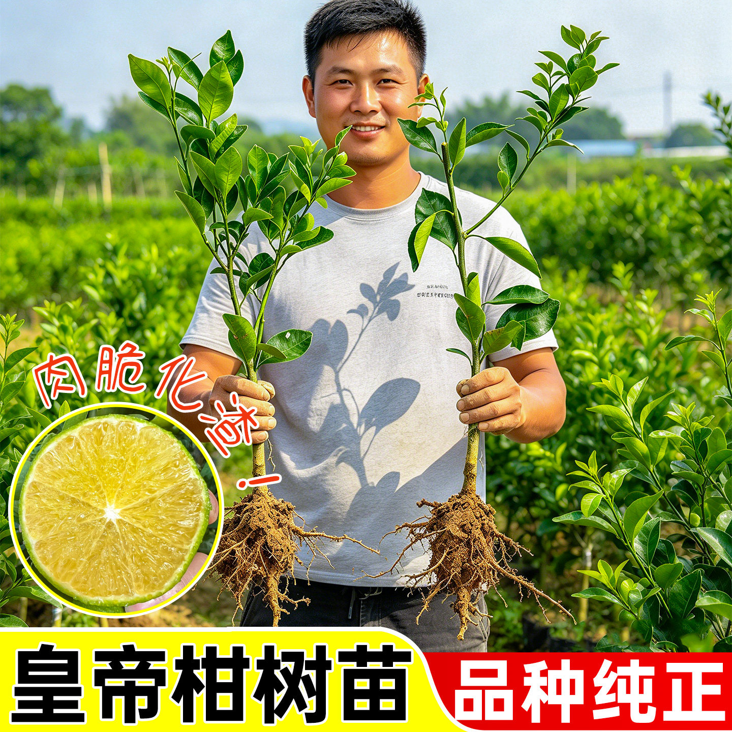 正宗皇帝柑树苗广西贡柑果树苗橘子果树苗柑橘苗桔子苗裸根带叶苗