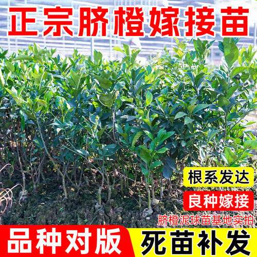 橙子树苗带土带叶包成活