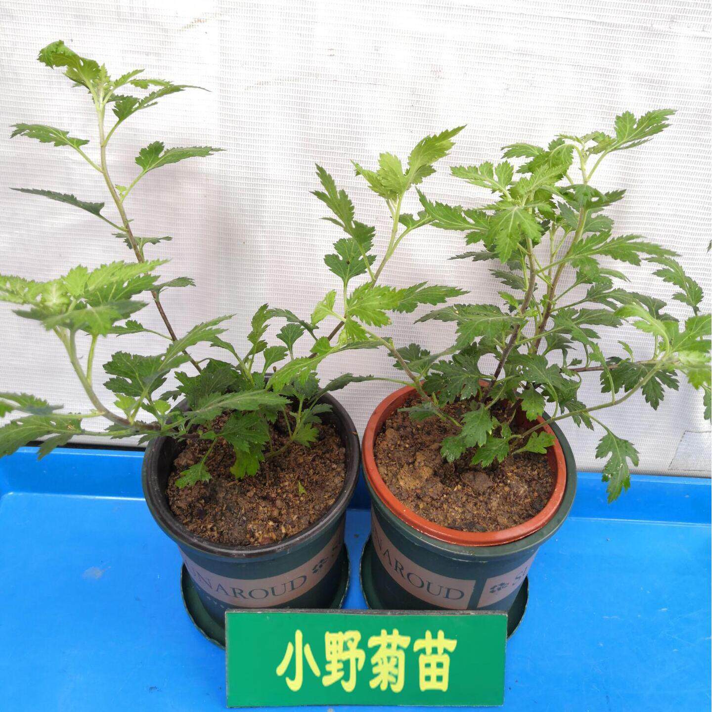 优质野菊花苗可食用菊花茶