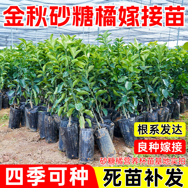 广西优质嫁接金秋砂糖橘果树苗砂糖橘树苗庭院可盆栽地栽当年结果