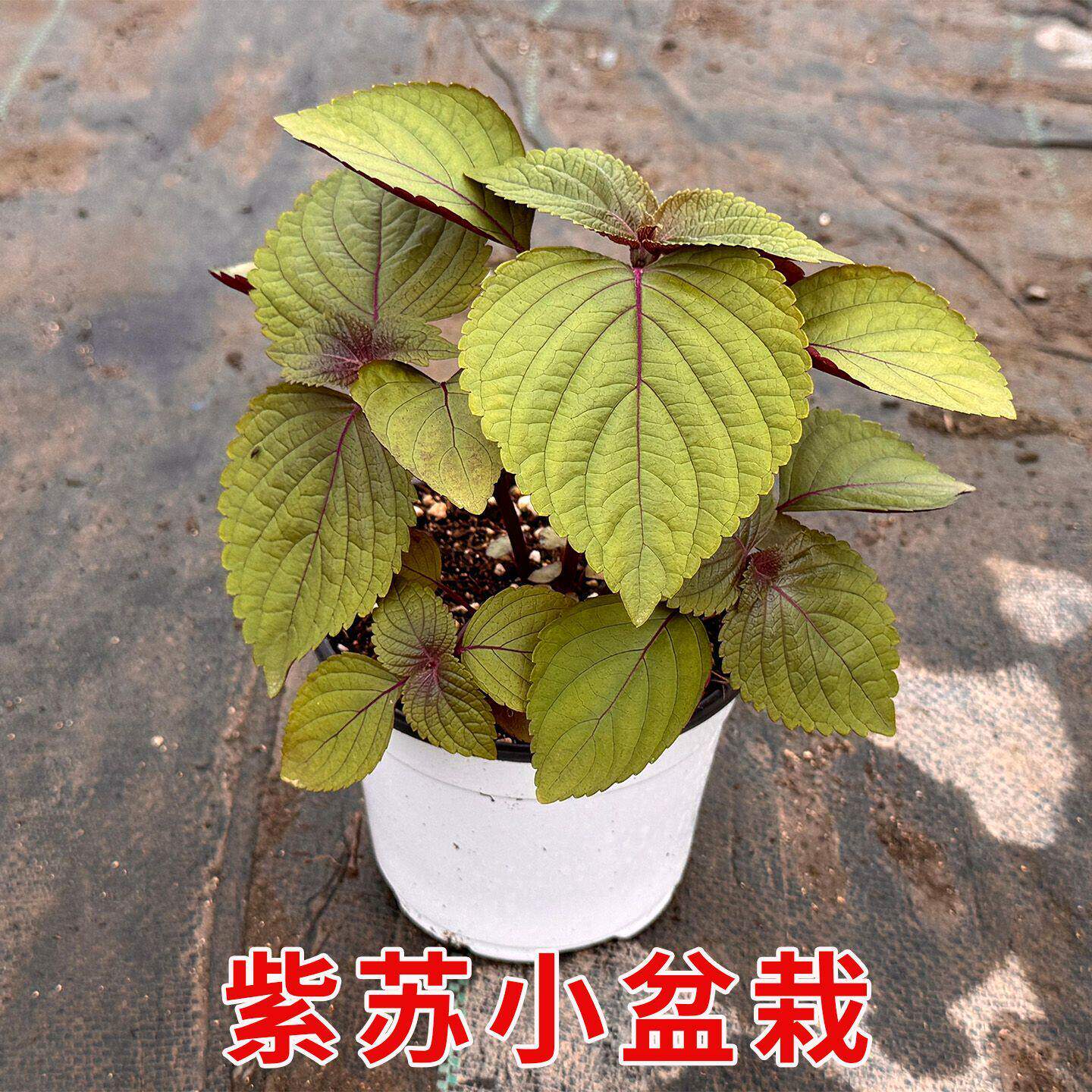 新鲜紫苏盆栽苗带叶带土可食用中草药庭院种植去腥新鲜苏子叶绿植