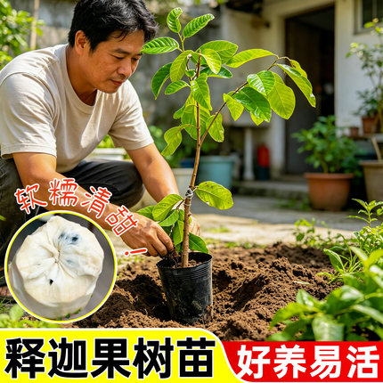 凤梨释迦果树苗嫁接榴莲甜水果苗树盆栽牛奶番荔枝果树苗四季种植