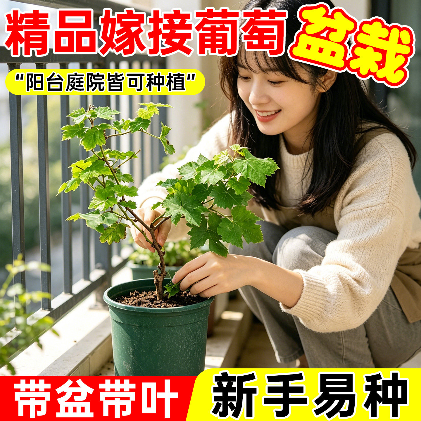 嫁接巨峰葡萄树苗带土带叶夏黑阳光玫瑰葡萄苗室内阳台爬藤树盆栽