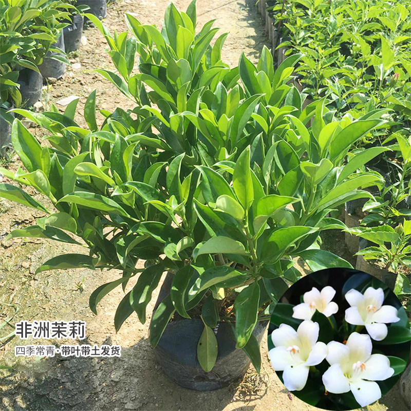 非洲茉莉花苗庭院大型绿植四季常青办公室内净化空气好养盆栽绿植