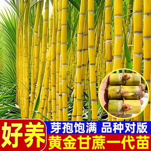 黄金黑皮甘蔗带芽苗黄皮甜甘蔗种苗基地直发小苗规模种植甘蔗种苗