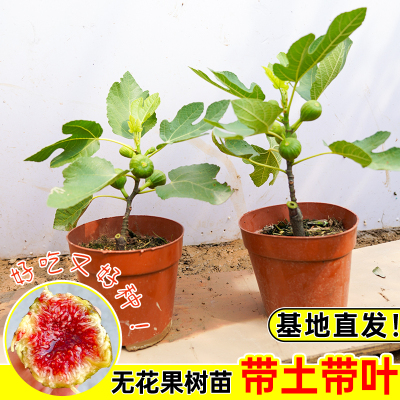 无花果盆栽营养杯苗带果发货