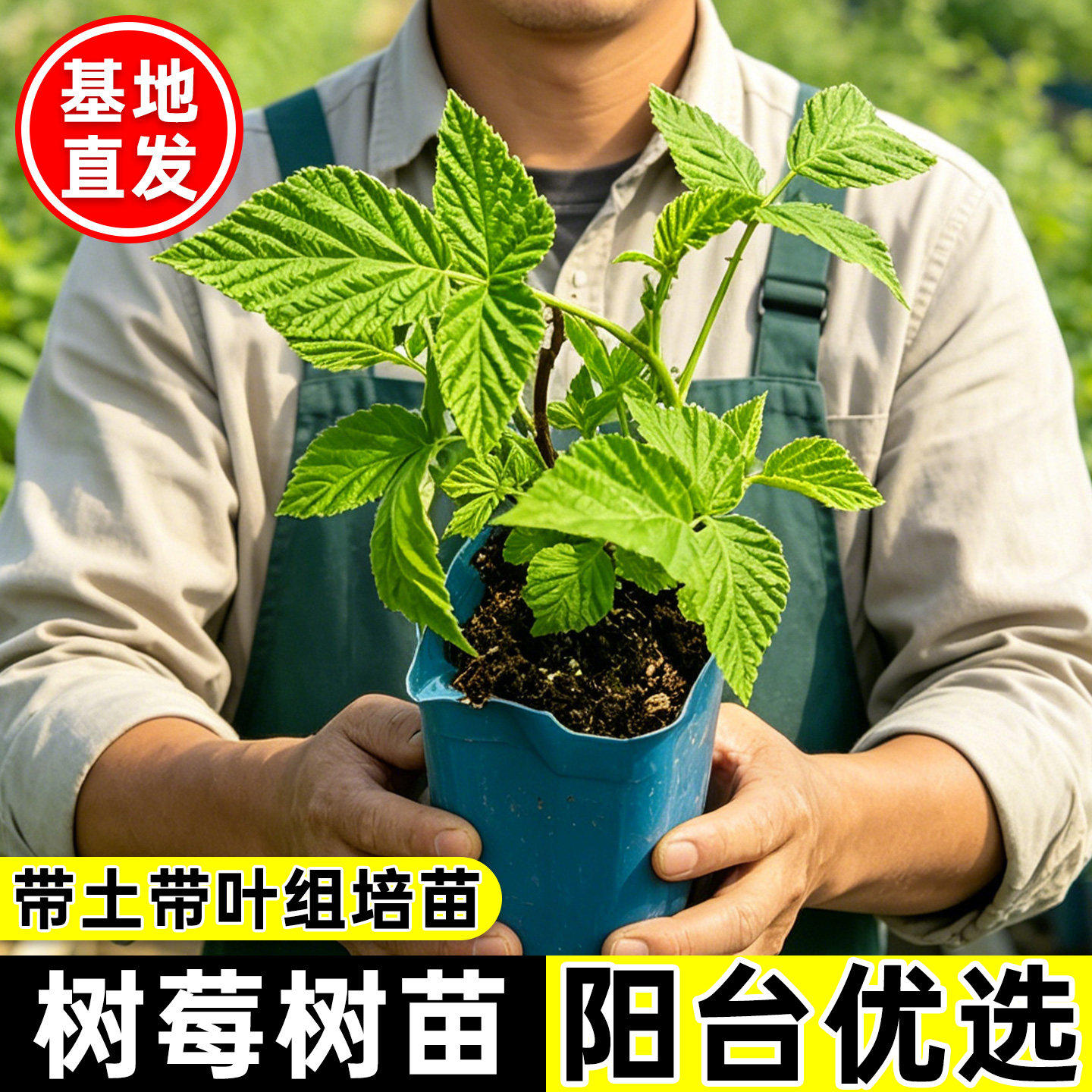 树莓苗当年结果果多盆栽地栽
