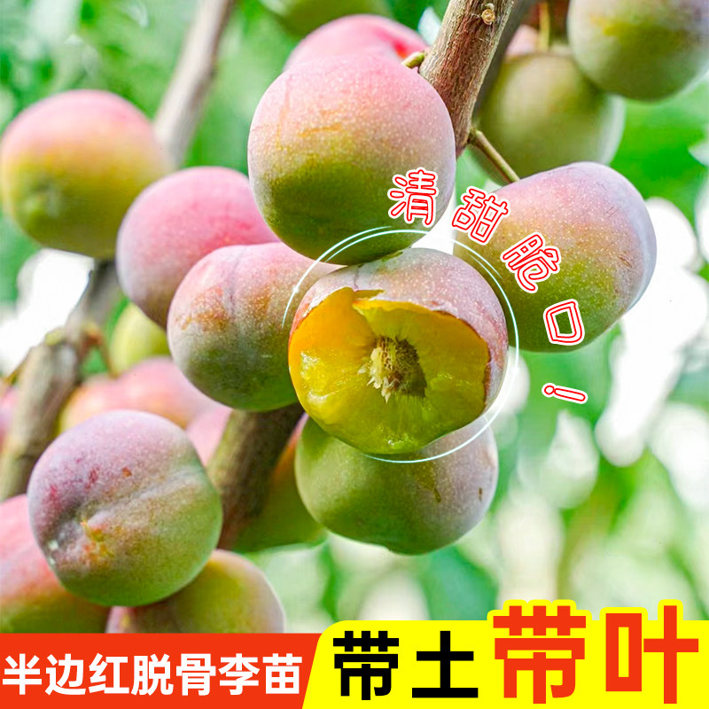 半边红李子树苗特大脱骨李营养杯苗嫁接高产晚熟青脆李苗脆红李苗