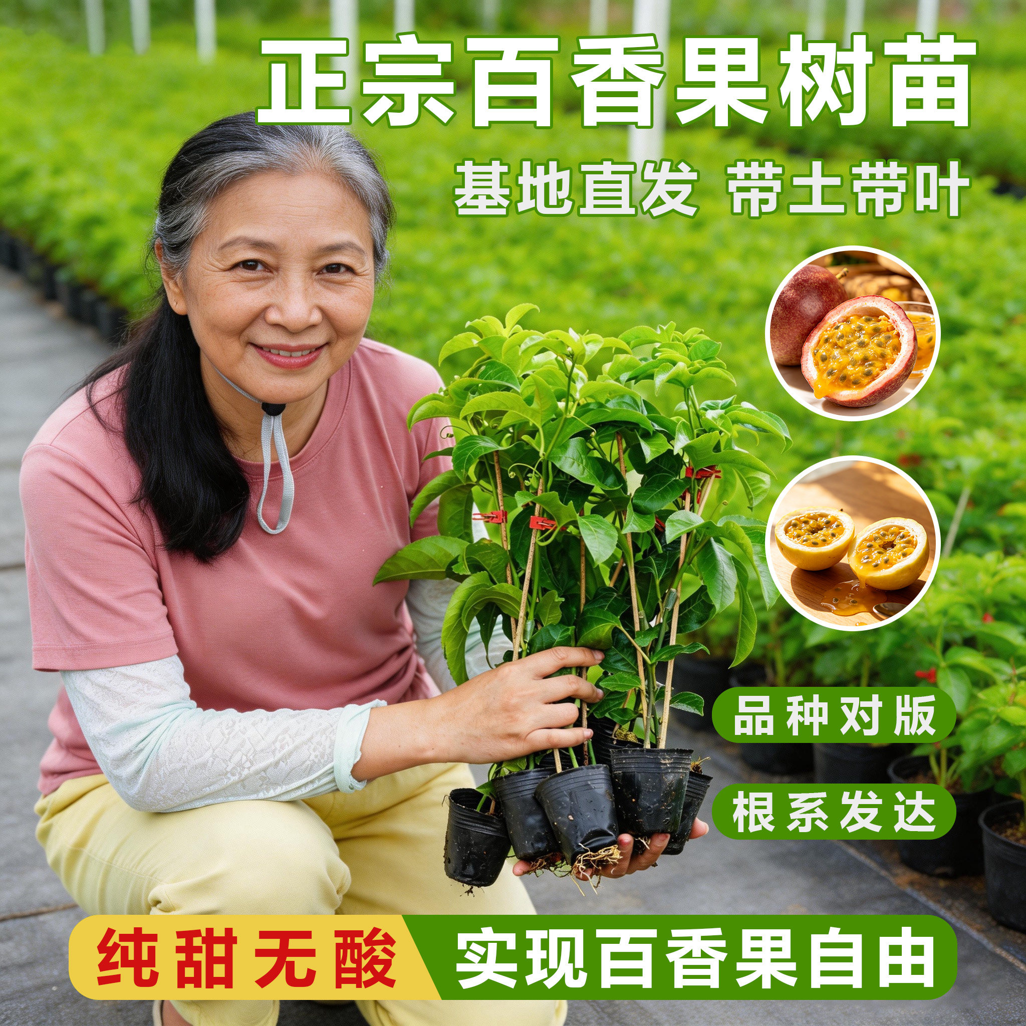 纯甜百香果树苗嫁接苗爬藤树苗容易结果纯甜大果百香果苗盆栽地栽