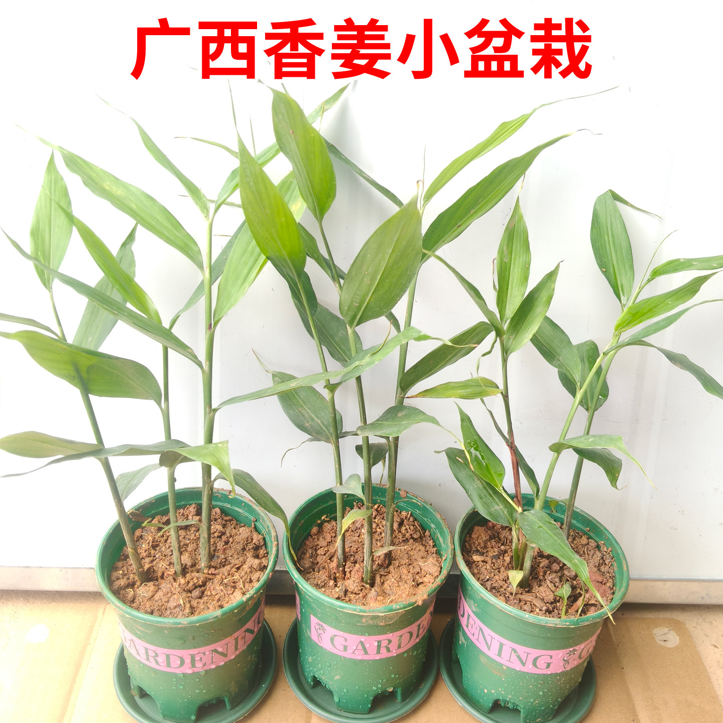 正宗广西香姜苗四季富贵姜