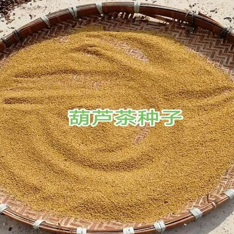 广西正宗葫芦茶种子中草药牛虫草咸鱼草金腰带钊板茶新鲜当季种子