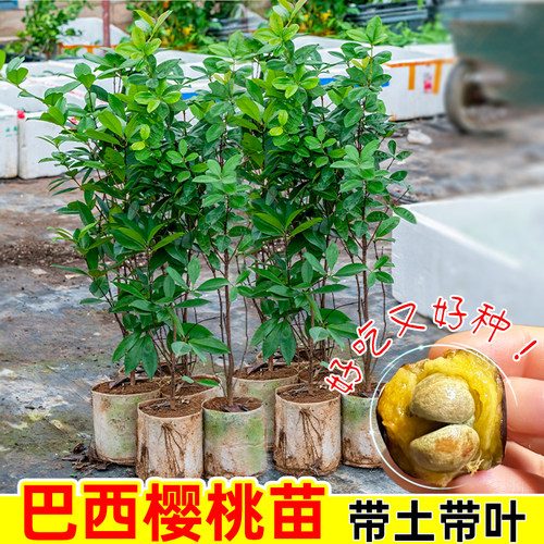 巴西樱桃树苗带土带叶南北方种植