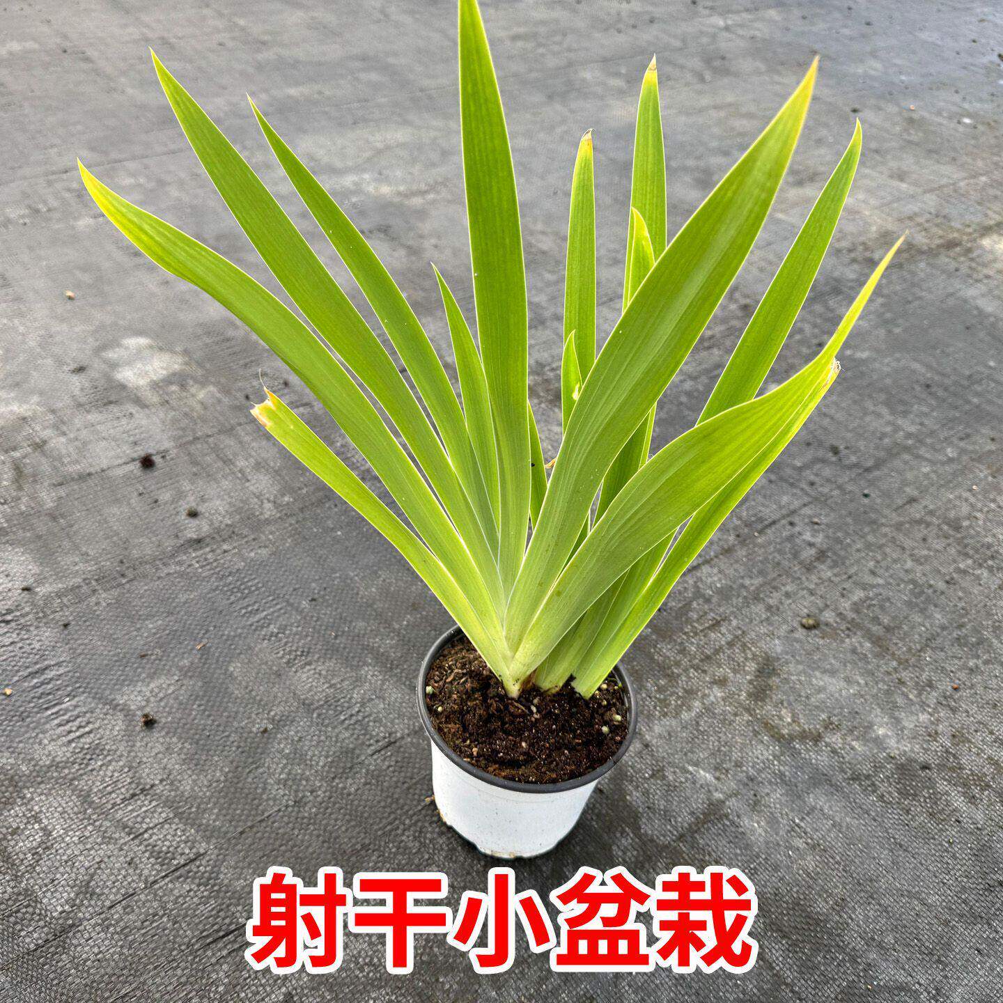 射干蝴蝶花鸢尾花盆栽四季观赏射干盆栽苗中草药兰花耐寒盆栽地栽