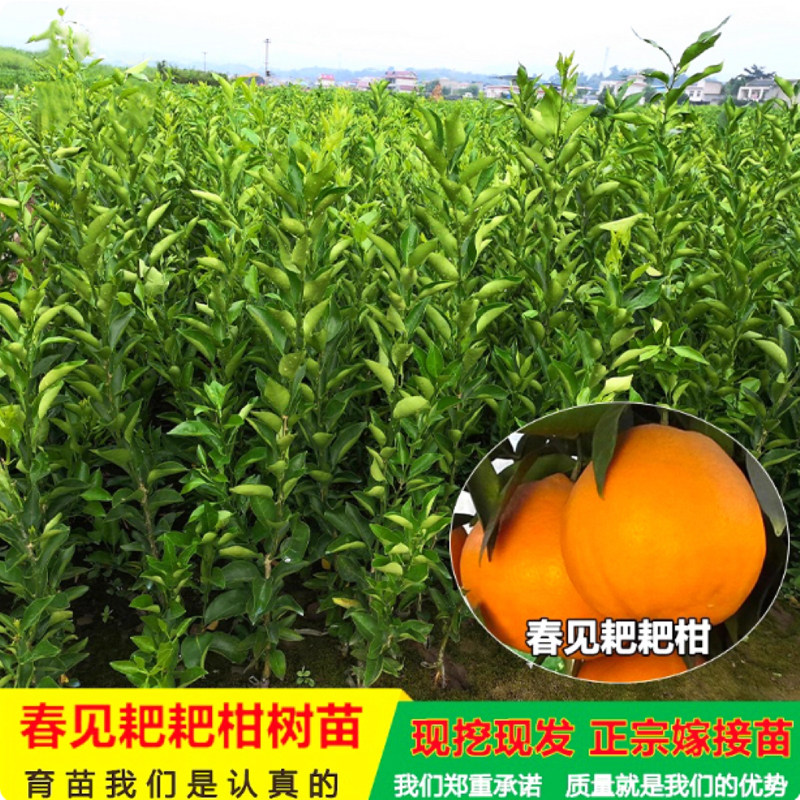 正宗四川丑橘春见耙耙柑果树苗南瓜柑苗粑粑柑丑桔橘子树果苗地栽