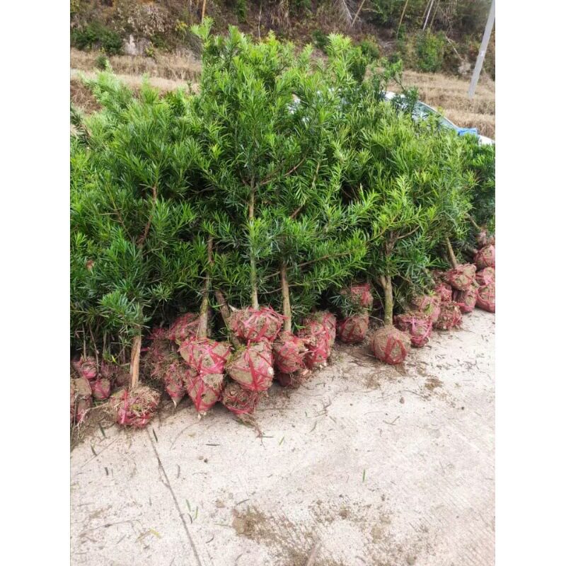 罗汉松树苗雀舌盆景绿植