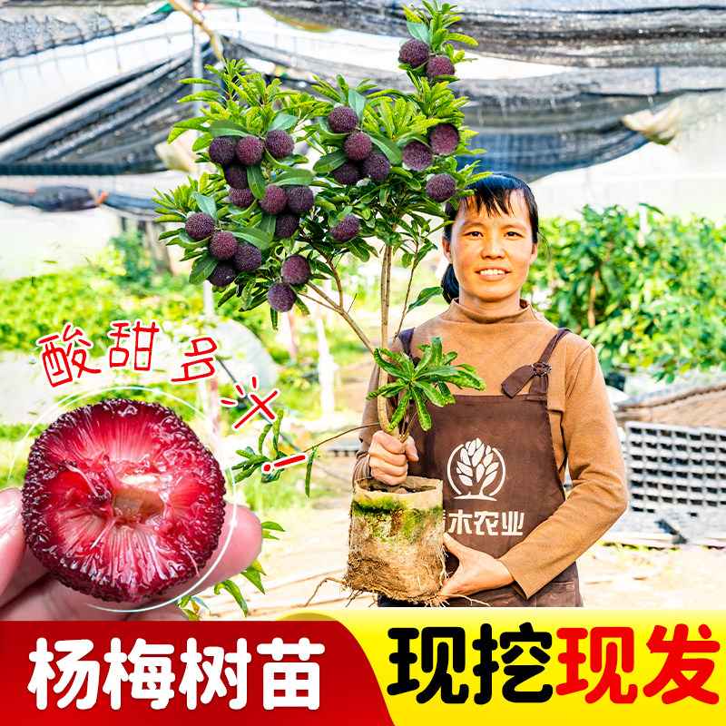 正宗东魁杨梅树苗带土带叶嫁接黑炭杨梅苗早熟杨梅树果苗当年结果